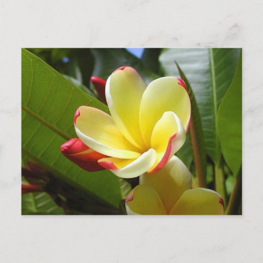 briefkaart van gele bloem (Voorkant)