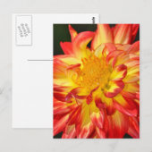 Briefkaart van gele en oranje dahlia (Voorkant / Achterkant)