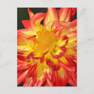 Briefkaart van gele en oranje dahlia