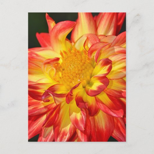 Briefkaart van gele en oranje dahlia (Voorkant)