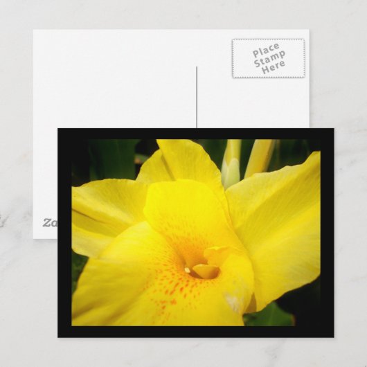 Briefkaart van gele kattenbloem (Voorkant / Achterkant)