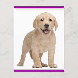Briefkaart van gele labrador Retriever Puppy Dog