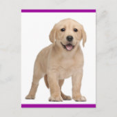 Briefkaart van gele labrador Retriever Puppy Dog (Voorkant)