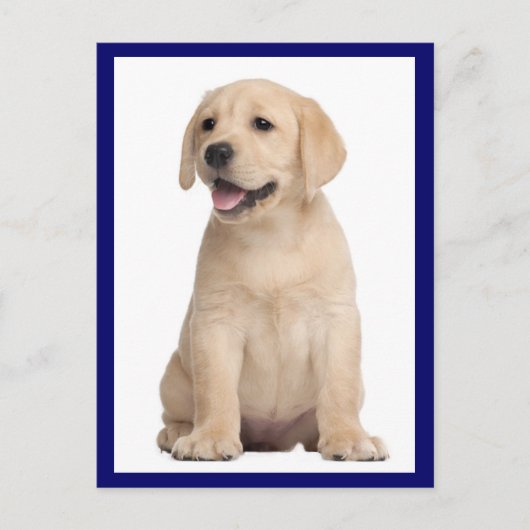 Briefkaart van gele labrador Retriever Puppy Dog (Voorkant)