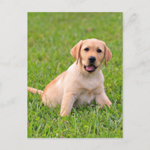 Briefkaart van gele labrador Retriever Puppy Dog
