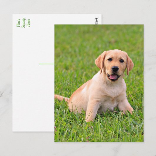 Briefkaart van gele labrador Retriever Puppy Dog (Voorkant / Achterkant)