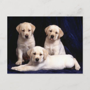 Briefkaart van gele labrador Retriever Puppy Dog