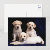 Briefkaart van gele labrador Retriever Puppy Dog (Voorkant / Achterkant)