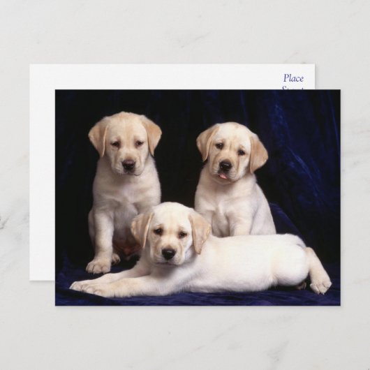 Briefkaart van gele labrador Retriever Puppy Dog (Voorkant / Achterkant)
