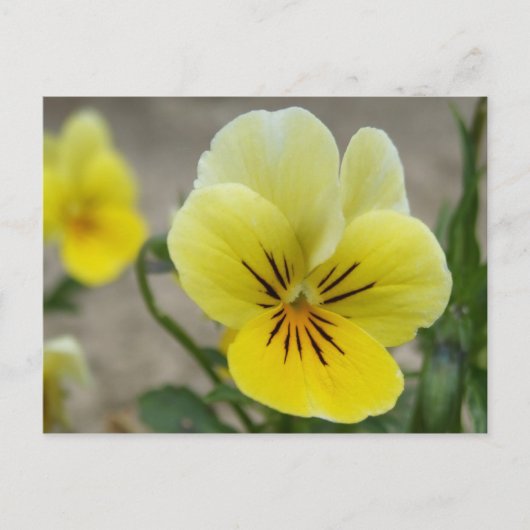 Briefkaart van Gele Pansies (Voorkant)