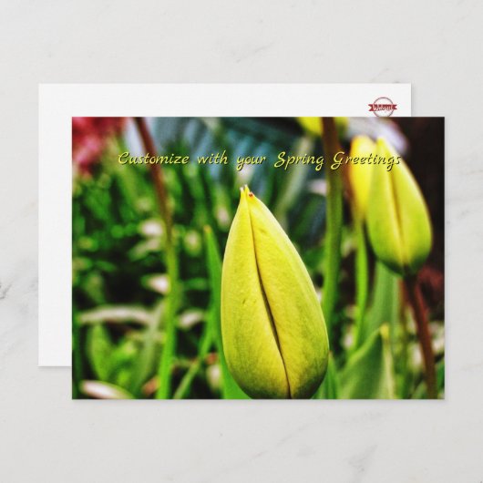 Briefkaart van gele tulpen (Voorkant / Achterkant)