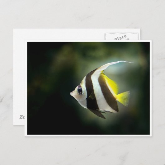 Briefkaart van gele zwarte en witte engelen (Voorkant / Achterkant)