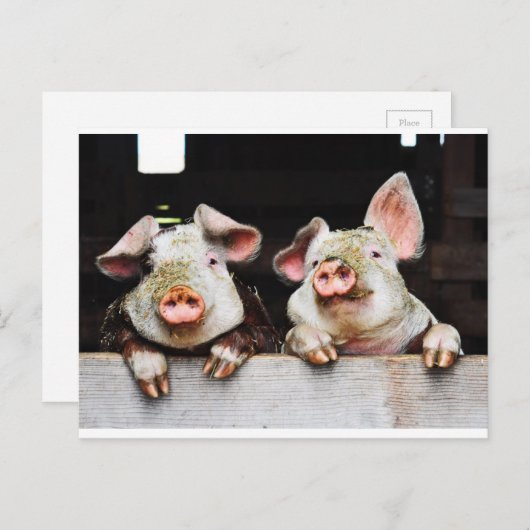 Briefkaart van gelukkige varkens (Voorkant / Achterkant)