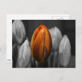 Briefkaart van gemengde tulpen (Voorkant / Achterkant)
