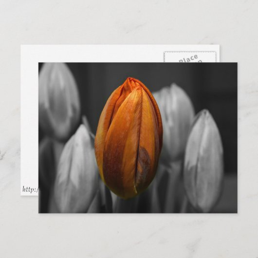 Briefkaart van gemengde tulpen (Voorkant / Achterkant)