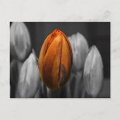 Briefkaart van gemengde tulpen (Voorkant)