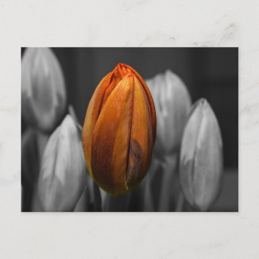 Briefkaart van gemengde tulpen (Voorkant)