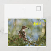 Briefkaart van geperst Hummingbird (Voorkant / Achterkant)