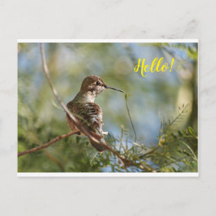 Briefkaart van geperst Hummingbird