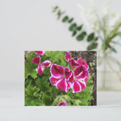 Briefkaart van Geraniums (Staand voorkant)