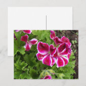 Briefkaart van Geraniums (Voorkant / Achterkant)