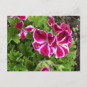 Briefkaart van Geraniums