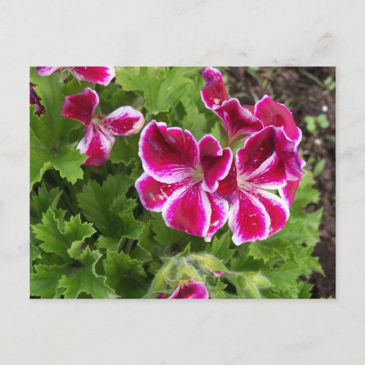 Briefkaart van Geraniums (Voorkant)