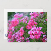 Briefkaart van Geraniums (Voorkant / Achterkant)
