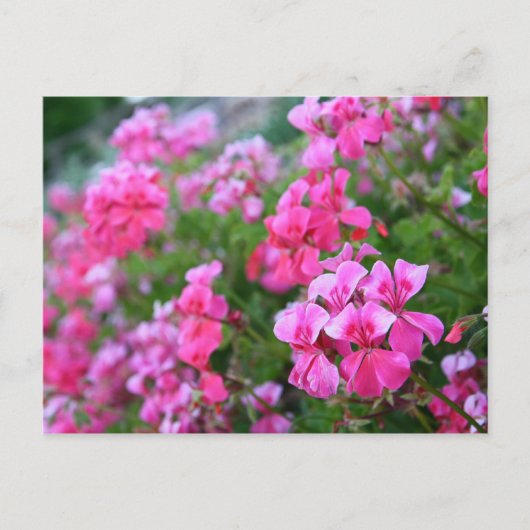Briefkaart van Geraniums (Voorkant)