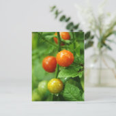 Briefkaart van gerijpte wijnstokken (Staand voorkant)