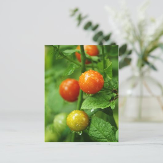 Briefkaart van gerijpte wijnstokken (Staand voorkant)