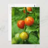 Briefkaart van gerijpte wijnstokken (Voorkant / Achterkant)