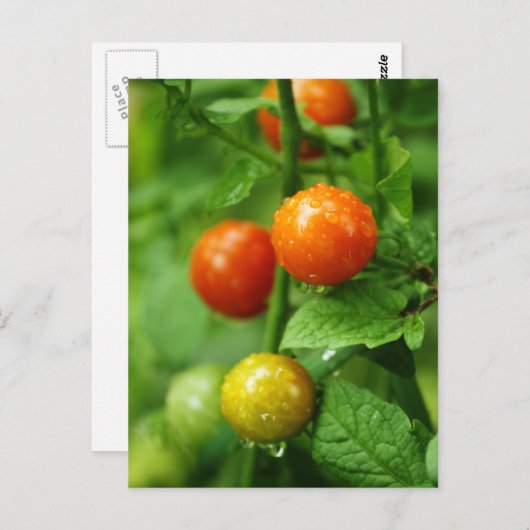 Briefkaart van gerijpte wijnstokken (Voorkant / Achterkant)