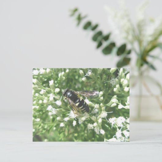 Briefkaart van gestripte paarden (Staand voorkant)