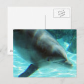 Briefkaart van gewone dolfijnen (Voorkant / Achterkant)
