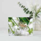 Briefkaart van Ghost Spider (Anyphaenid?) (Staand voorkant)