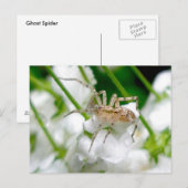 Briefkaart van Ghost Spider (Anyphaenid?) (Voorkant / Achterkant)