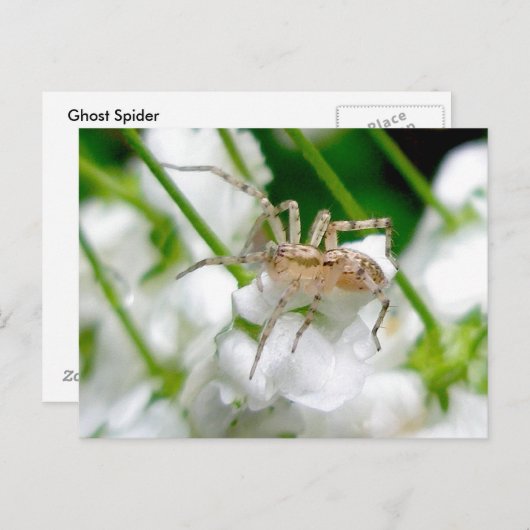 Briefkaart van Ghost Spider (Anyphaenid?) (Voorkant / Achterkant)