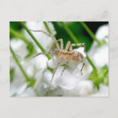 Briefkaart van Ghost Spider (Anyphaenid?) (Voorkant)