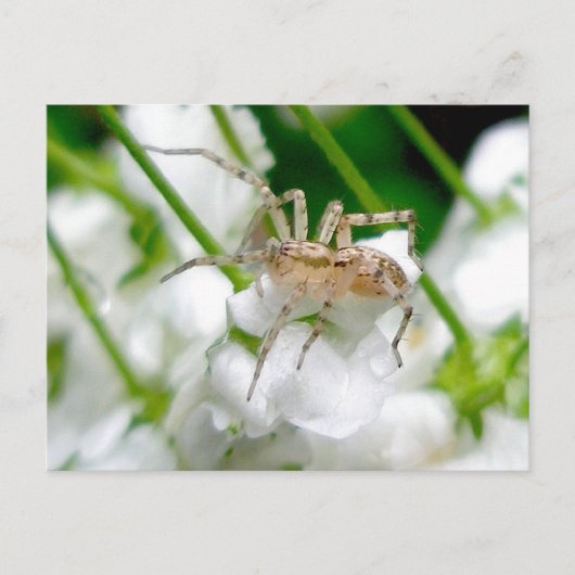 Briefkaart van Ghost Spider (Anyphaenid?) (Voorkant)