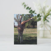 Briefkaart van Giraffes met celstructuur (Staand voorkant)