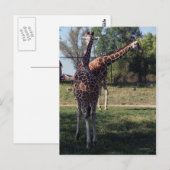 Briefkaart van Giraffes met celstructuur (Voorkant / Achterkant)