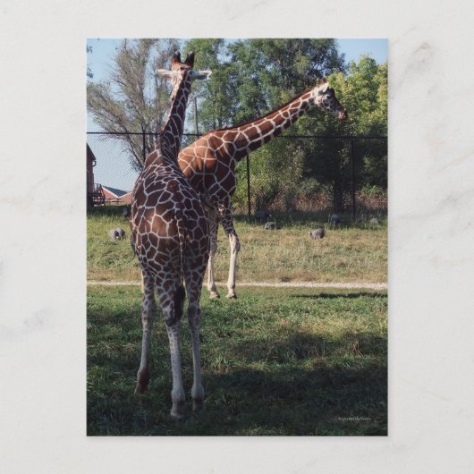 Briefkaart van Giraffes met celstructuur (Voorkant)