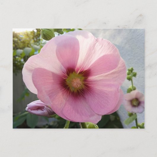 Briefkaart van Glanzende Pink Hollyhock Flower (Voorkant)