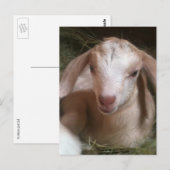 Briefkaart van gouden geit voor pasgeboren kindere (Voorkant / Achterkant)
