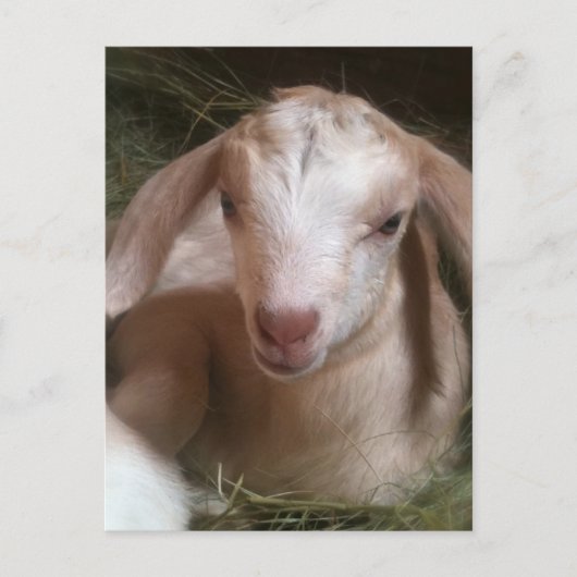 Briefkaart van gouden geit voor pasgeboren kindere (Voorkant)