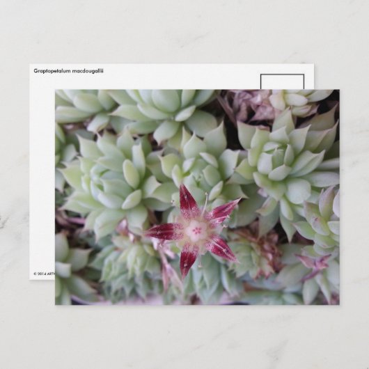 Briefkaart van grafietappel (Voorkant / Achterkant)