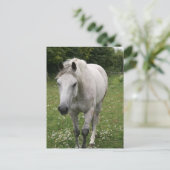 Briefkaart van grijze paarden (Staand voorkant)