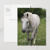 Briefkaart van grijze paarden (Voorkant / Achterkant)