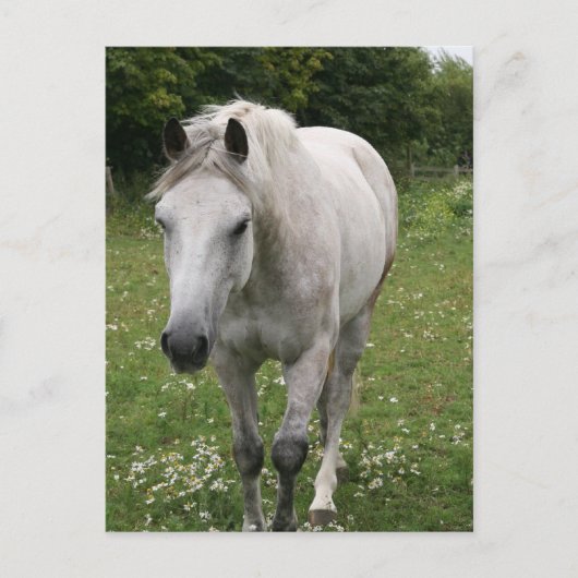Briefkaart van grijze paarden (Voorkant)